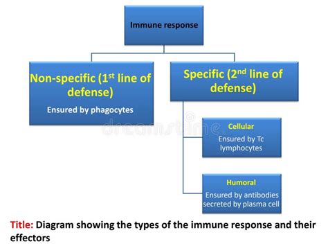 Tipos De Respuesta Inmune En Un Diagrama Ilustraci N D Stock De