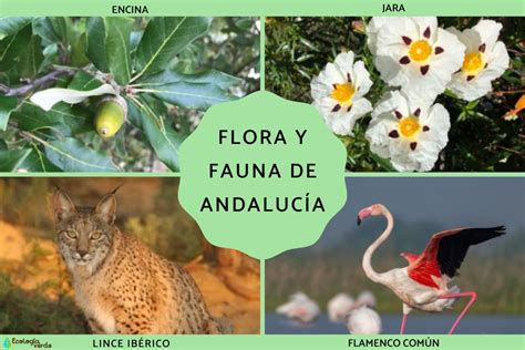 Flora Y Fauna De Andaluc A Caracter Sticas Y Fotos