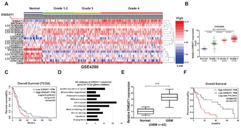 Lncrna Ewsat Is Upregulated In Human Gbm Samples And Is Correlated