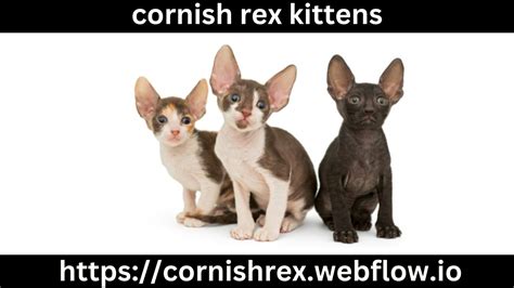 cornish rex kittens