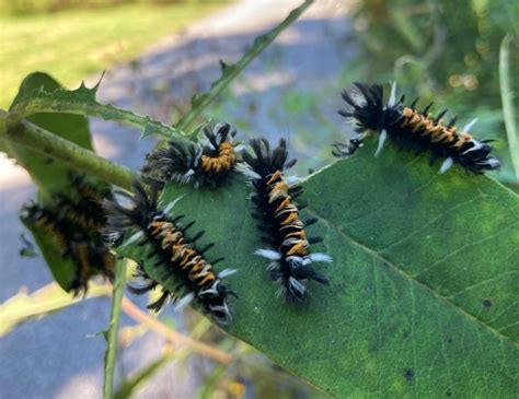 Milkweed Tussock Moth Caterpillars | Home & Garden Information Center