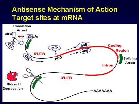 Antisense Therapy