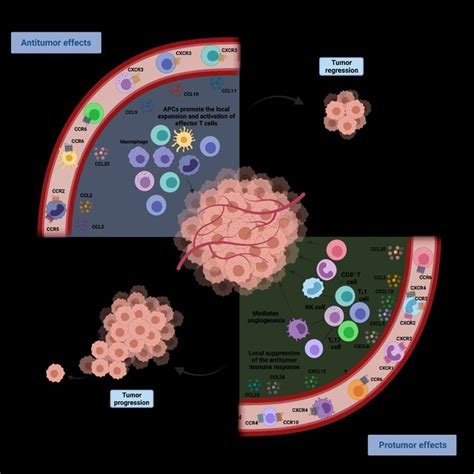 Chemokine Network In The Tumoral Microenvironment Immune Response Download Scientific Diagram