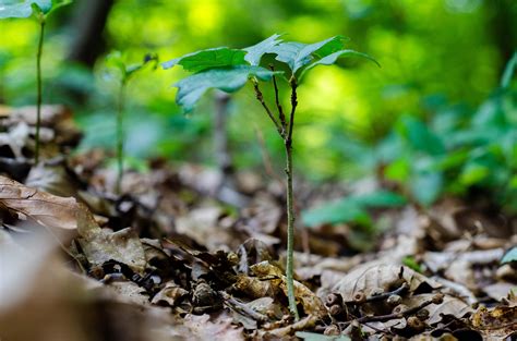 Ecosystem Restoration Is Essential For The Climate And Biodiversity