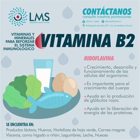 Vitaminas y Minerales para Reforzar el Sistema Inmunológico Vitamina B2