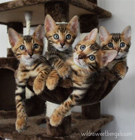 17 Best images about Bengal cats on Pinterest | Bengal kittens for sale, Bengal cats and Kittens