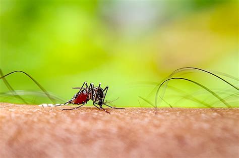 Penyakit Malaria Disebabkan Oleh Homecare24