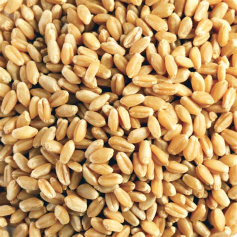 organic wheat grain kg kialla pure foods
