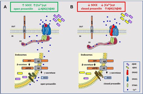 Hypothetical Model Of The Crosstalk Between Soce And A Production A