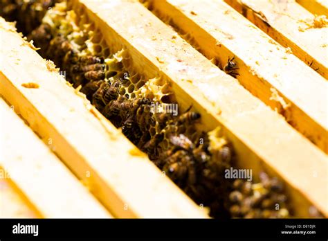 Bees Working On Honeycomb Stock Photo Alamy