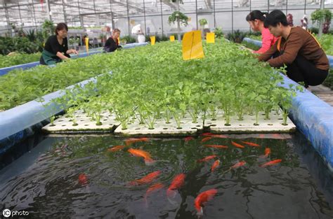Fish And Vegetable Symbiotic Hydroponic System Multi Span Garden