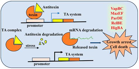 CIMB Free Full Text Gene Regulatory Mechanism Of Mycobacterium