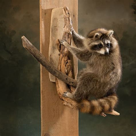 Climbing Racoon Trophy Mount