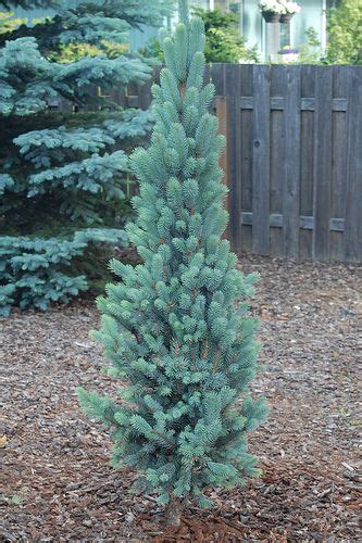 Dwarf Evergreen Trees Zone Okejely Garden Plant