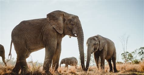 Attempts To Reopen International Ivory Trade Fails