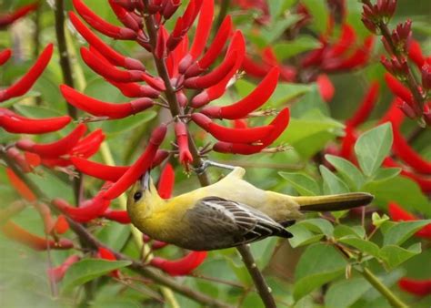 35 Birds With Yellow Breasts Picture And Id Guide Bird Advisors