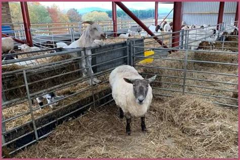 Farmers Rescue Britains Loneliest Sheep From Scottish Cliff After