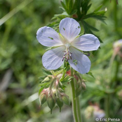 Le G Ranium Des Pr S Geranium Pratense Quelle Est Cette Fleur