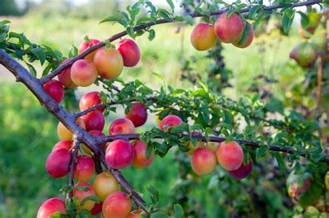 Les prunes un arc en ciel de saveurs à découvrir