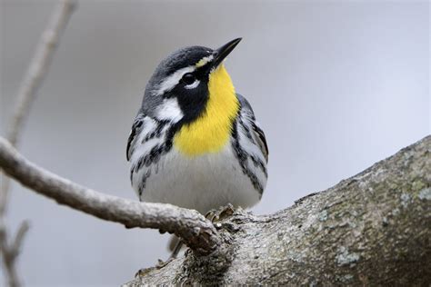 Yellow Throated Warbler Male By Jackie B Elmore Flickr