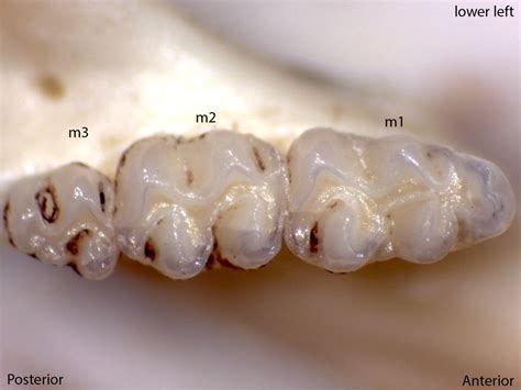 Peromyscus – Blois Lab Image Gallery