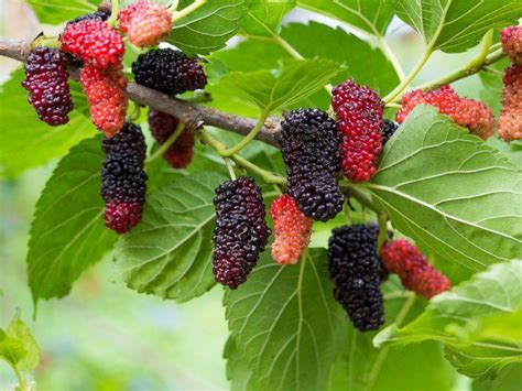 Discover the Health Benefits of Mulberry Tree Leaf