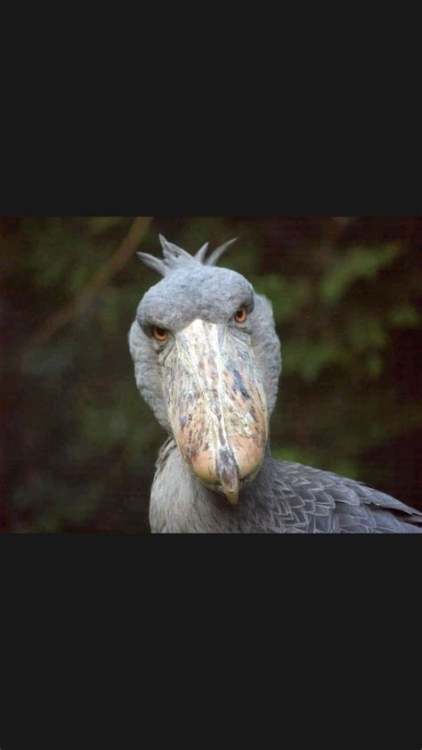 The Shoebill Stork Stands At 5 Feet Tall With An 8 Foot Wingspan OMG