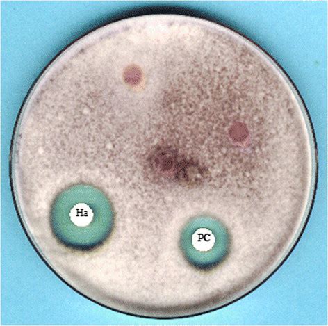 Example Of In Vitro Antifungal Activity Of Haliscosamine Ha And