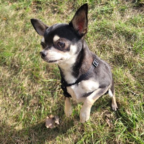 Chihuahua Noa Hat Ein Zuhause SALVA Hundehilfe E V