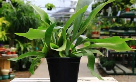 Choosing The Best Fertilizer For Staghorn Ferns Yefdw