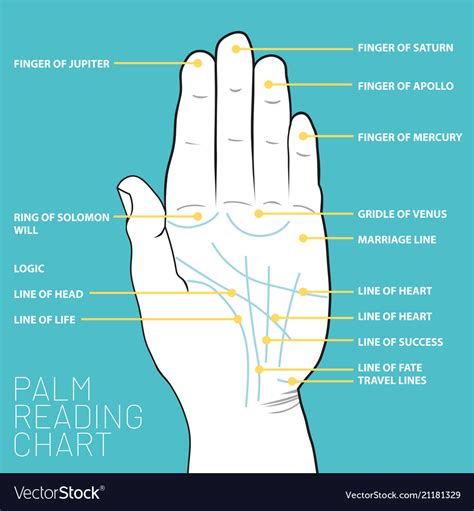 Palm Reading Chart Palmistry Map Of The Palms Vector Image