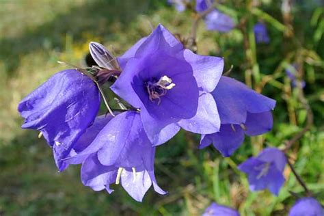 Campanula - Wikiwand