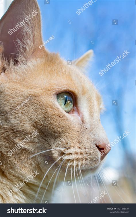 Buff Tabby Cat Profile Window Stock Photo 1107215837 | Shutterstock