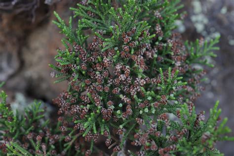 Sabina Canaria Juniperus Turbinata Subsp Canariensis Flores Canal