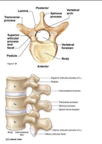 Module Vertebral Column Thoracic Cage And Trunk Wall Flashcards