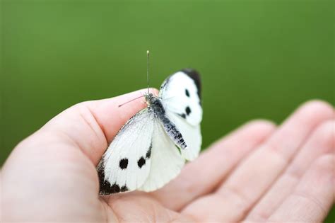 Mariposa De Repollo Blanco Grande O Pieris Brassicae Sentado En Una