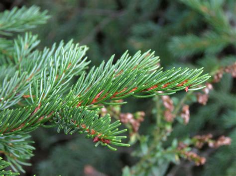 Red Spruce | Glen Arboretum