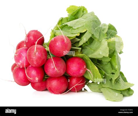 Bunch Of Radishes Isolated On A White Background Stock Photo Alamy