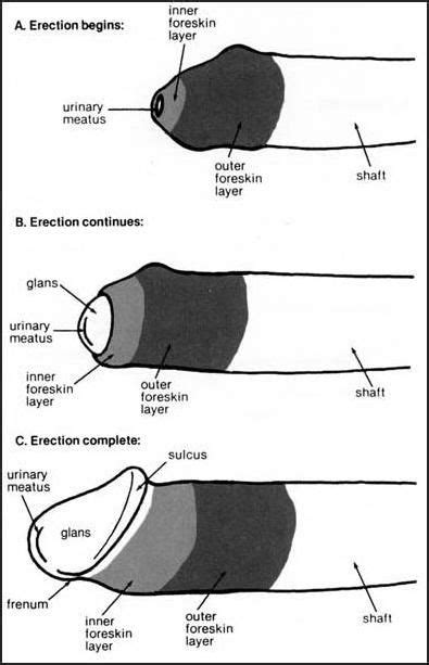 Explains How Foreskins Have Sensitivity Politics Circumcision