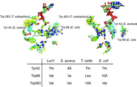 Alignment Of Active Site Structure Of Murb Enzymes Amino Acid Residues