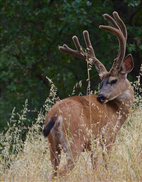 blacktail-deer-50 - Just For Hunting