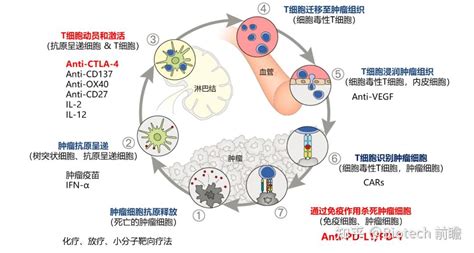 Pd 1ctla 4双免疫及双抗获批适应症汇总 知乎