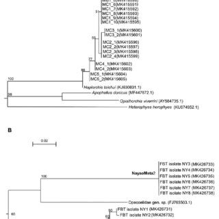 Maximum Likelihood Phylogenetic Trees Based On Its A And Cox