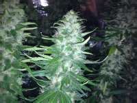 Critical Jack Herer Delicious Seeds Galerie Des Vari T S