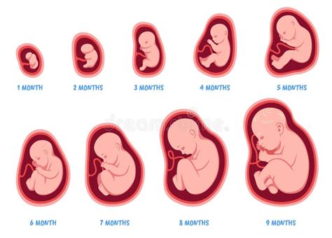 Estágios Da Gravidez Processo De Desenvolvimento Fetal Ciclo De