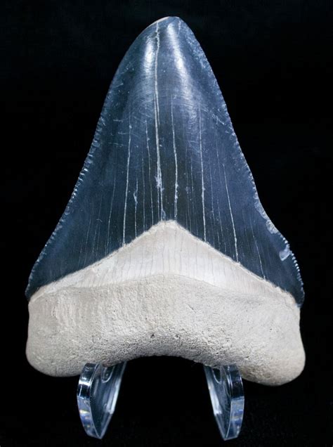 241 Grey Bone Valley Megalodon Tooth 5638 For Sale