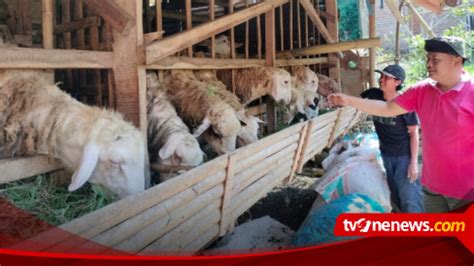 Pedagang Hewan Kurban Di Jember Kewalahan Penuhi Permintaan Konsumen