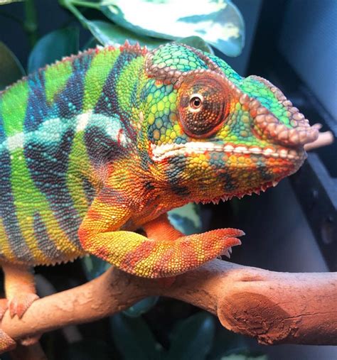 Panther Chameleons For Sale Roberson Reptiles