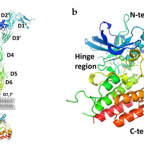 Crystal Structure Of The Kinase Domain Of Egfr A With Atp Binding