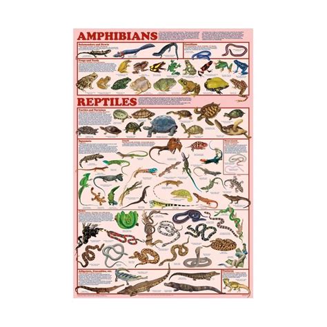 Amphibians & Reptiles Poster | Amphibians, Reptiles, Reptiles and amphibians